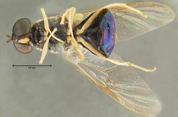 Media type: image;   Entomology 12537 Aspect: habitus ventral view